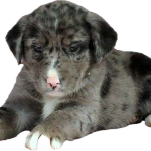 Fundraising Page: Elizabeth Bates